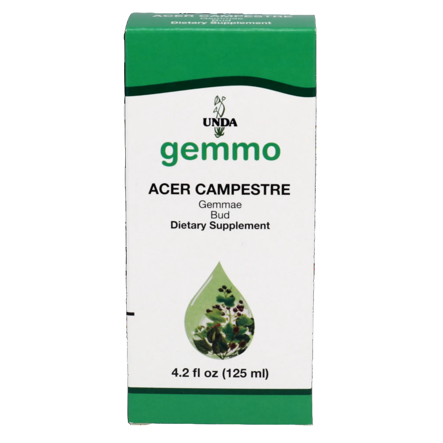 Acer Campestre