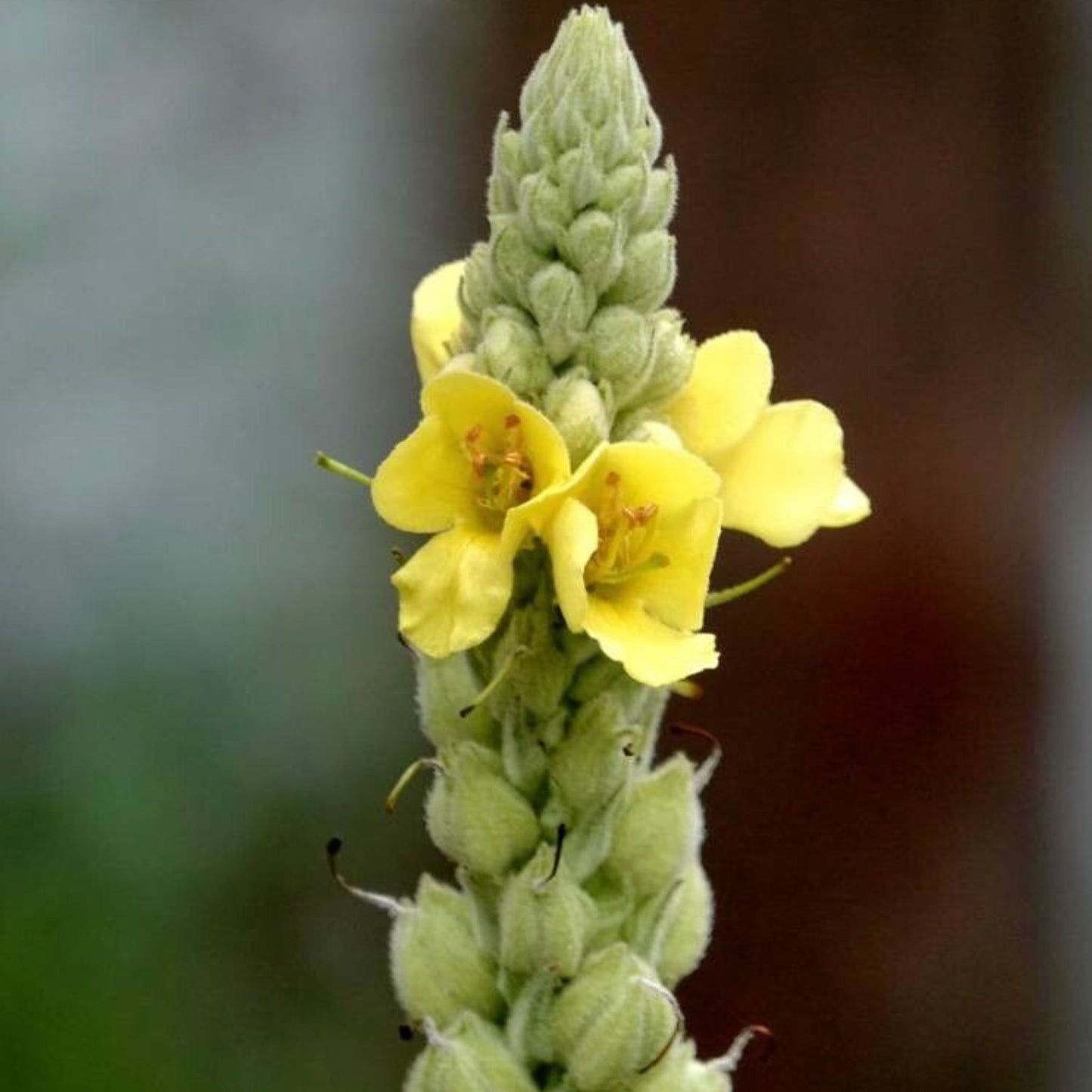 Verbascum thapsus - Mullein