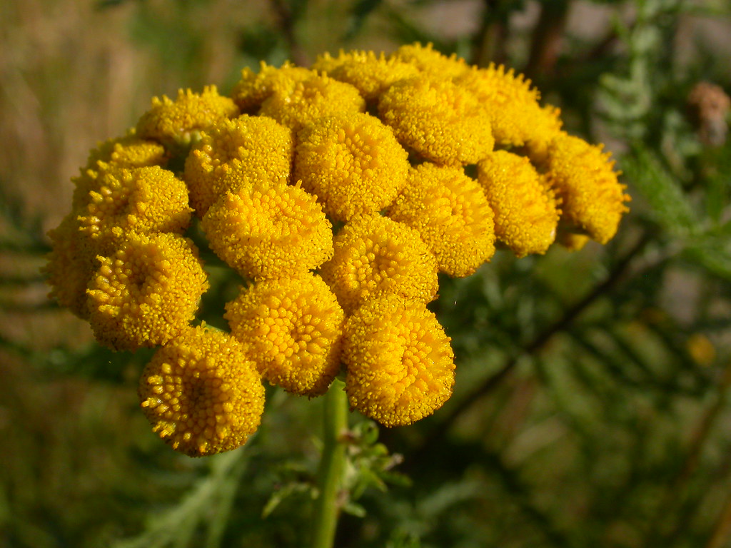 Tanacetum vulgare - Tansy