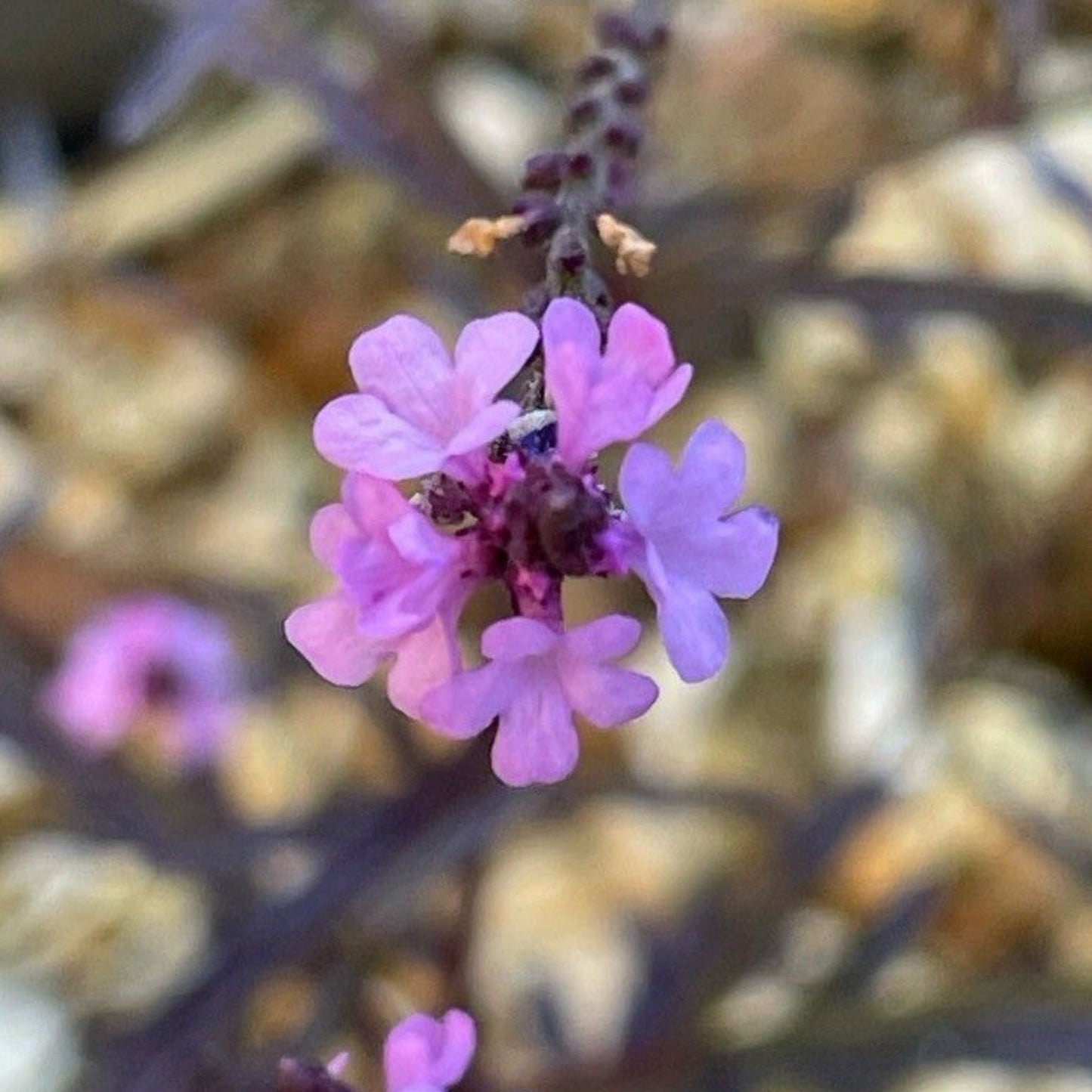 Verbena officinalis - Vervain