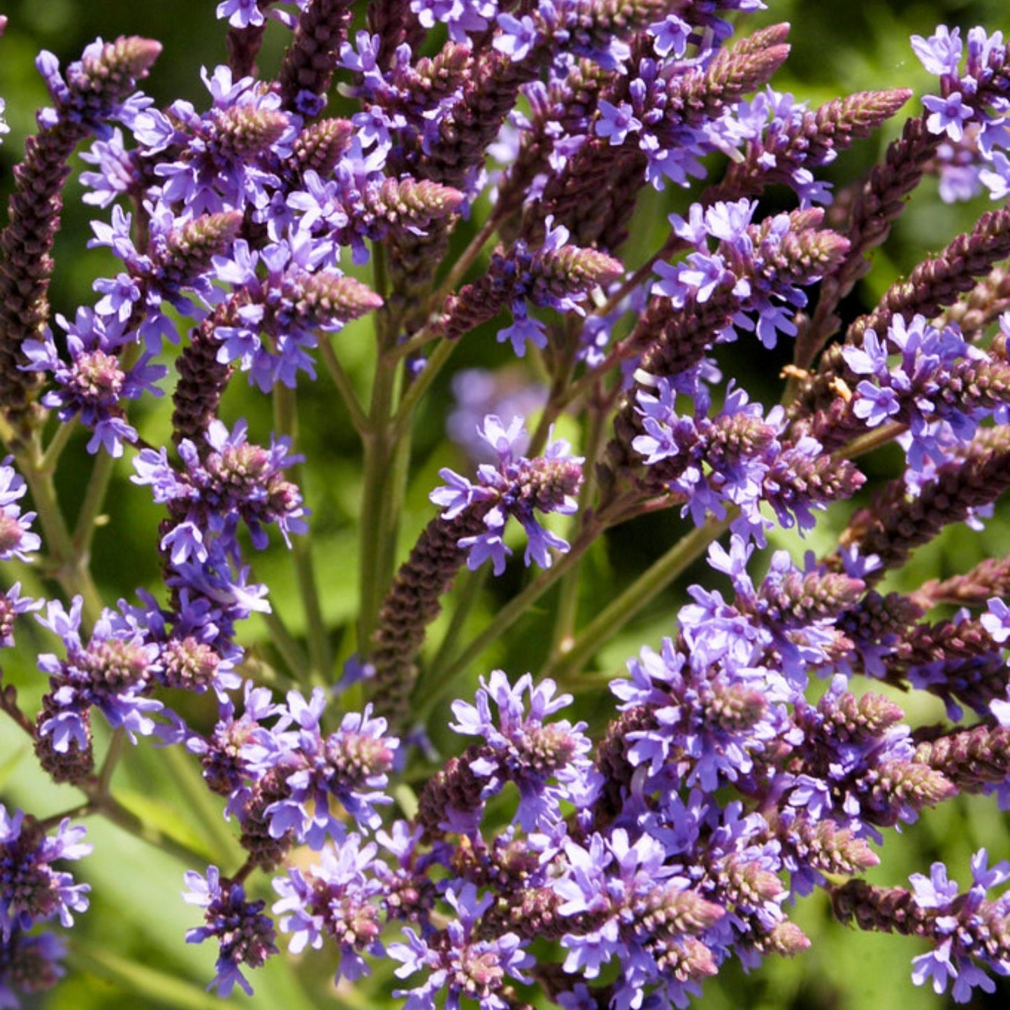 Verbena hastata - Blue Vervain