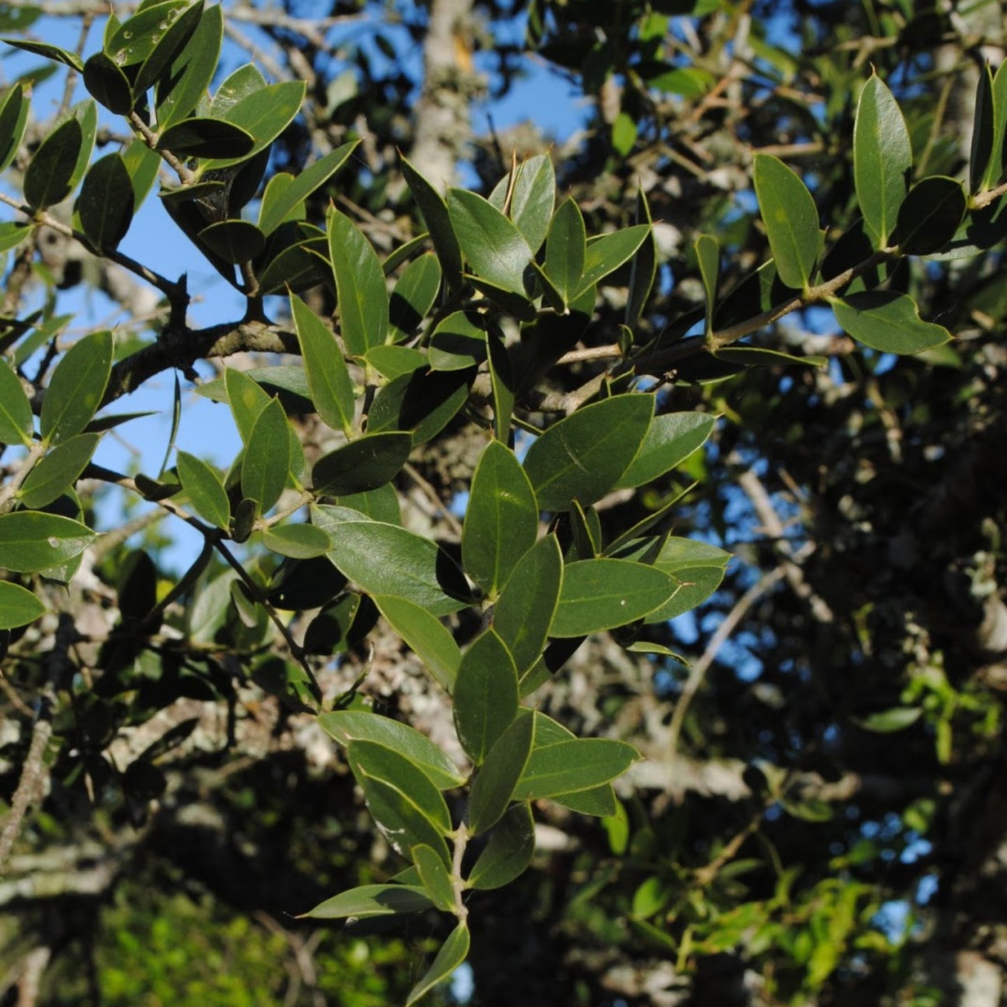 Aspidosperma quebracho-blanco - Quebracho Tincture