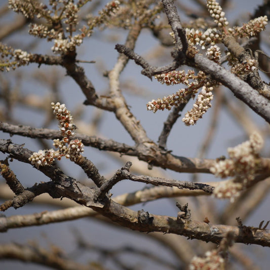 Boswellia serrata - Boswellia