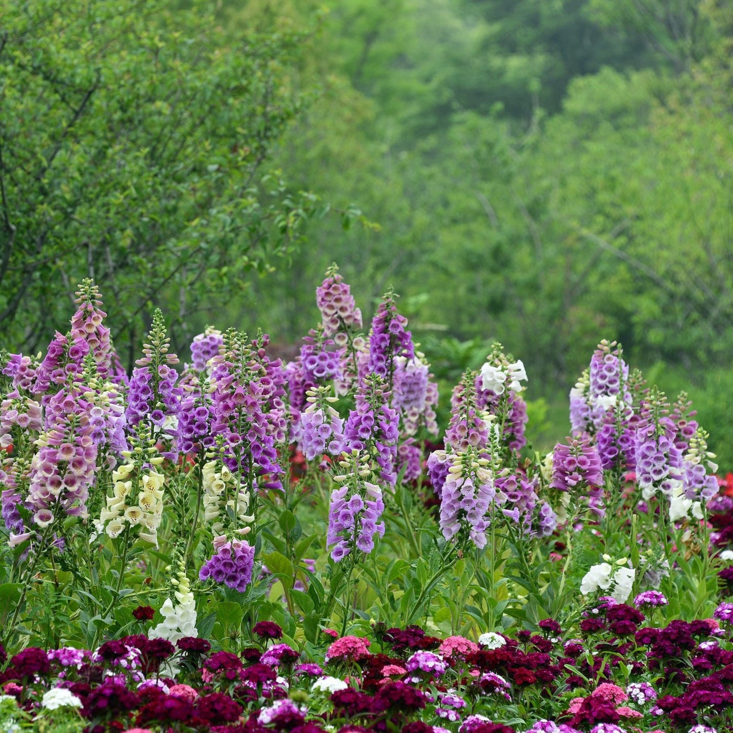 Rehmannia glutinosa - Rehmannia