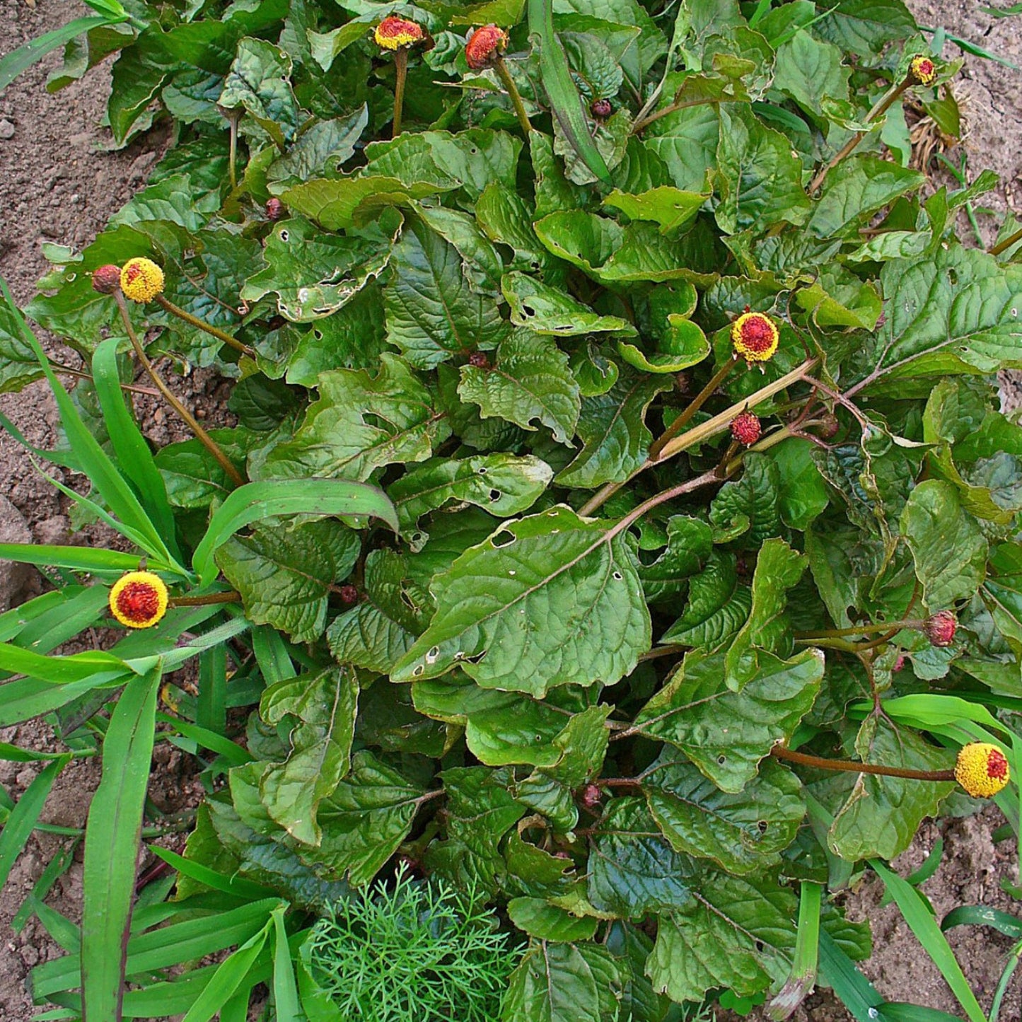 Spilanthes acmella - Paracress