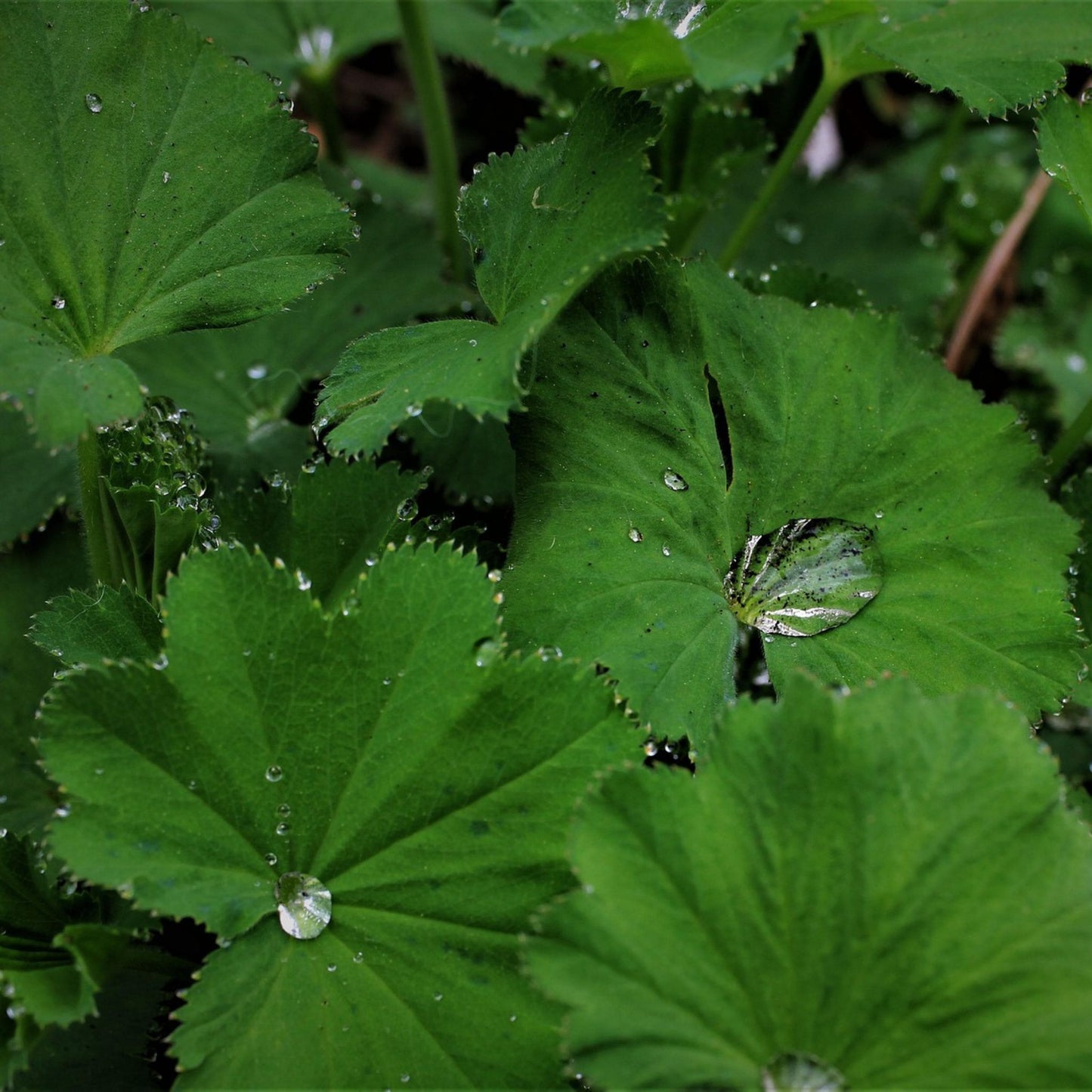 Alchemilla vulgaris /xan - Lady's Mantle