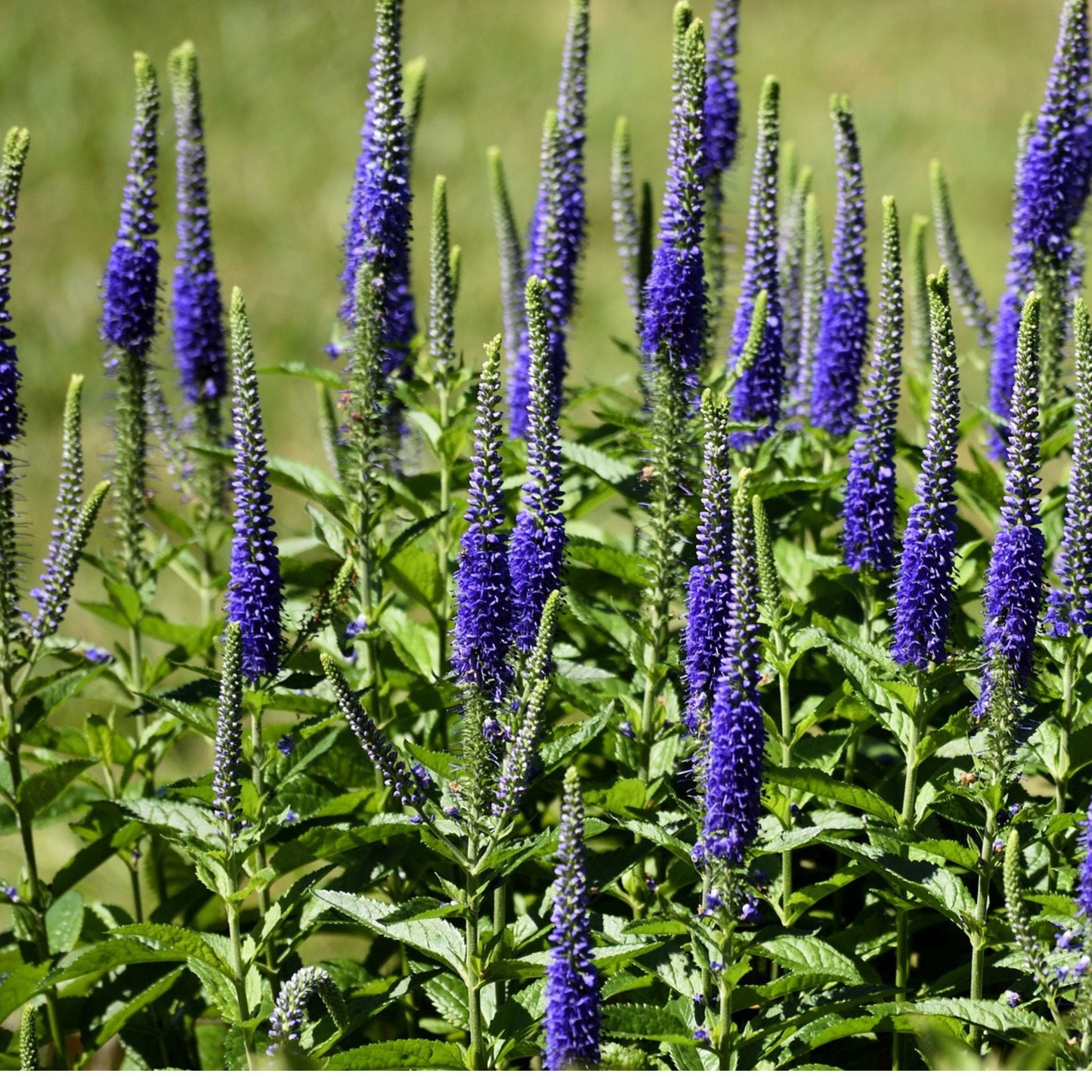 Chamaelirium luteum (Helonias dioca) - False Unicorn / Helonias Root