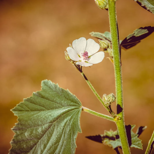 Althaea officinalis - Marshmallow Root