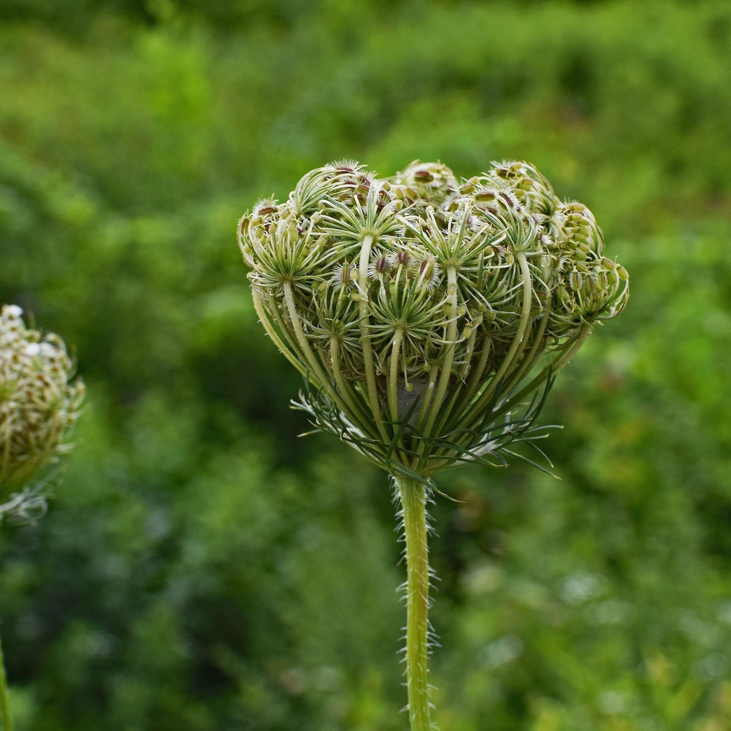 Ammi visnaga - Khella Seed