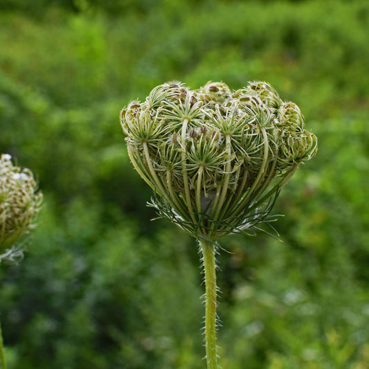 Ammi visnaga - Khella Seed