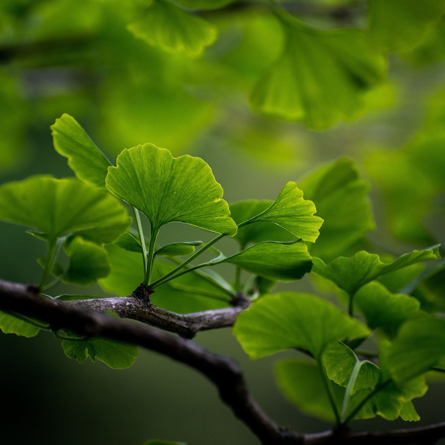 Ginkgo biloba - Ginkgo Tincture / Glycerite