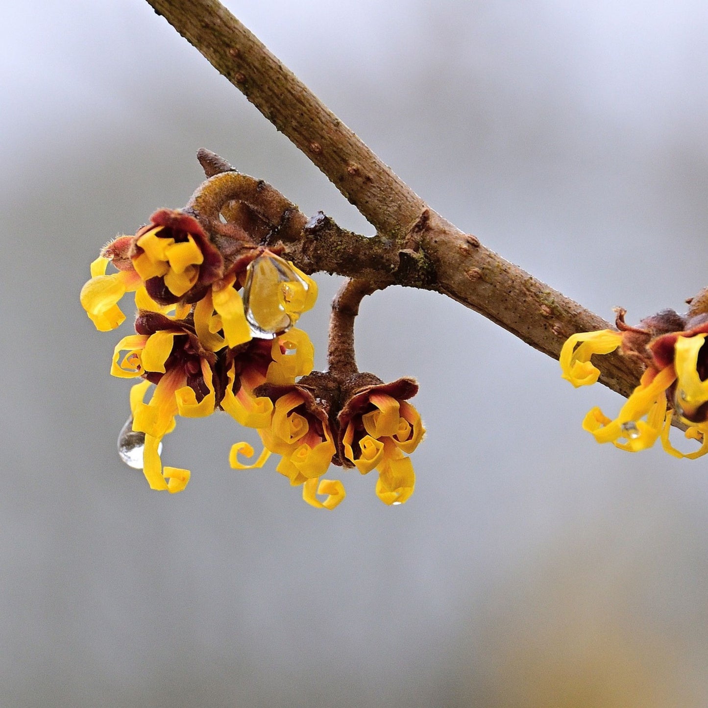 Hamamelis virginiana - Witch Hazel