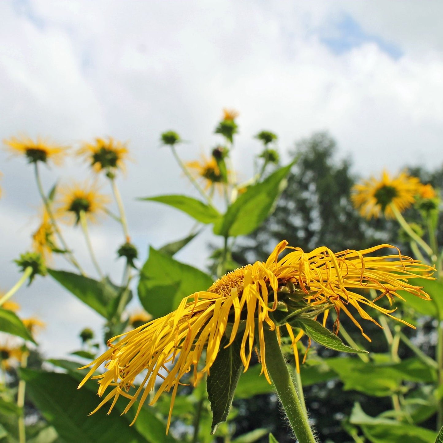 Inula helenium - Elecampane