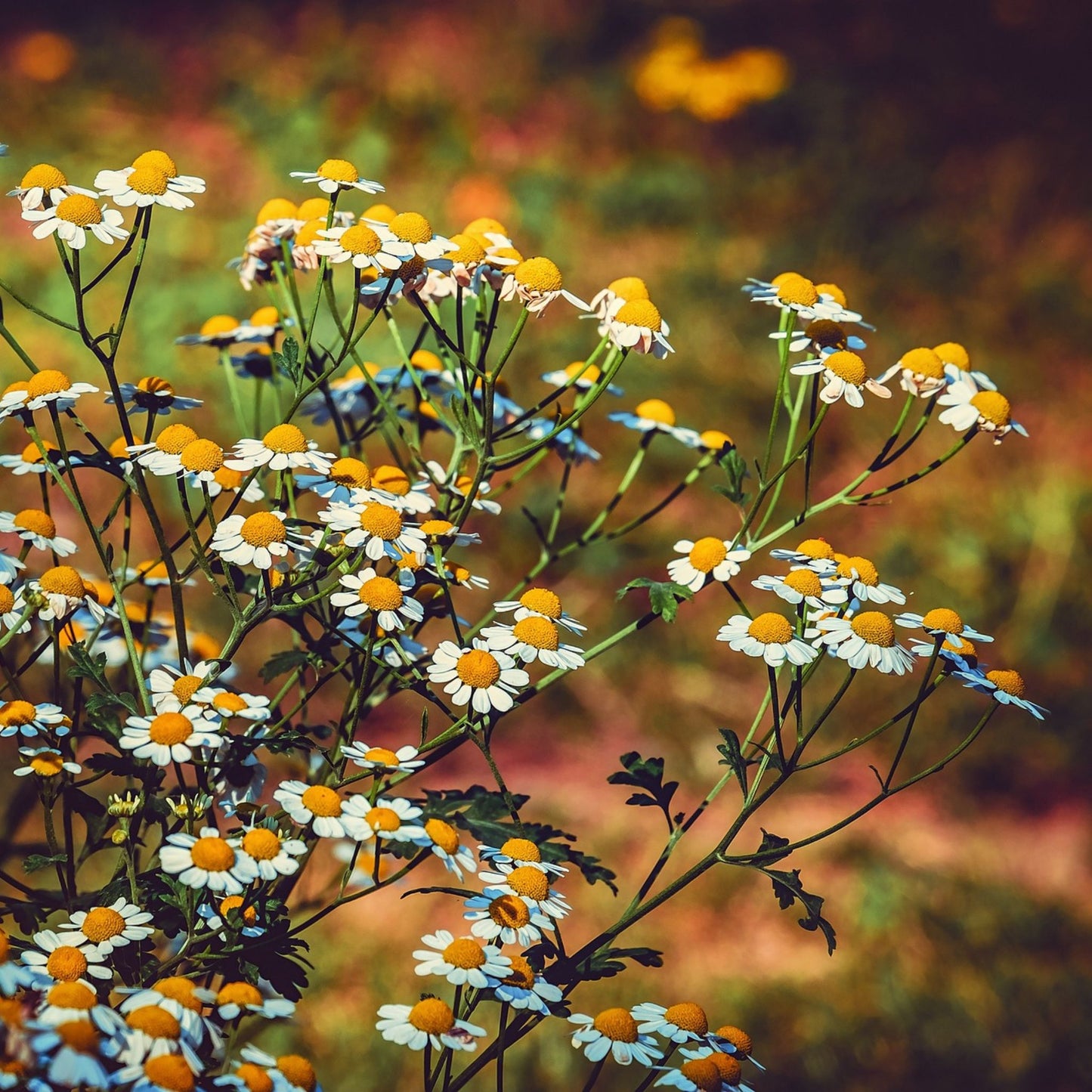 Leonurus cardiaca - Motherwort