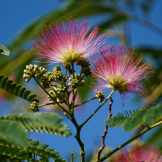 Albizia julibrissin Flower - Silk Tree (Mimosa) Flower / Floss