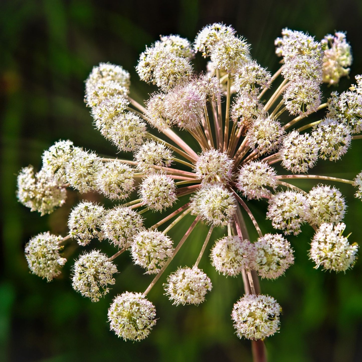 Angelica sinensis - Dong Quai