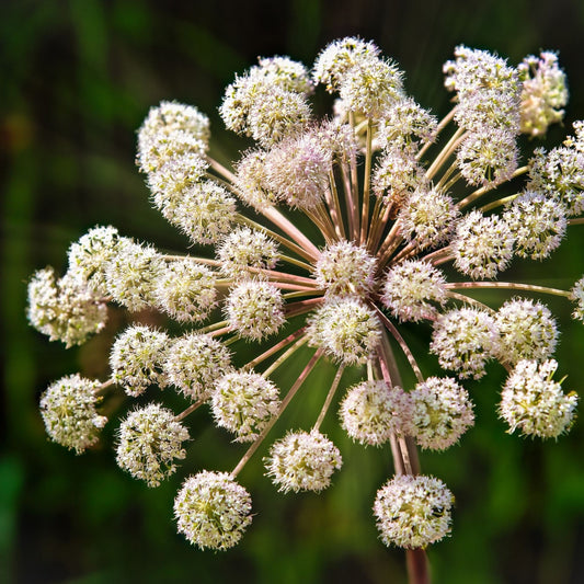 Angelica sinensis - Dong Quai