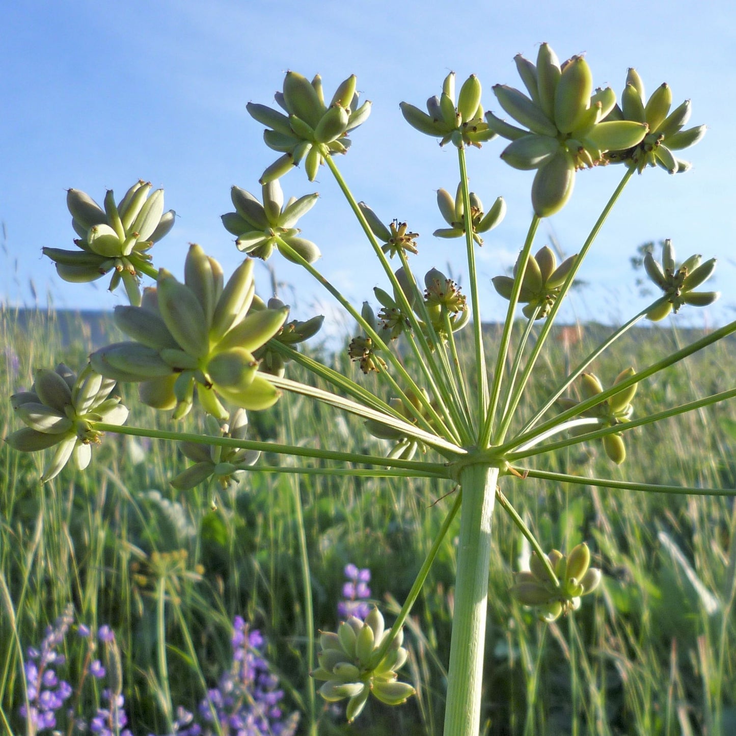 Lomatium dissectum - Lomatium