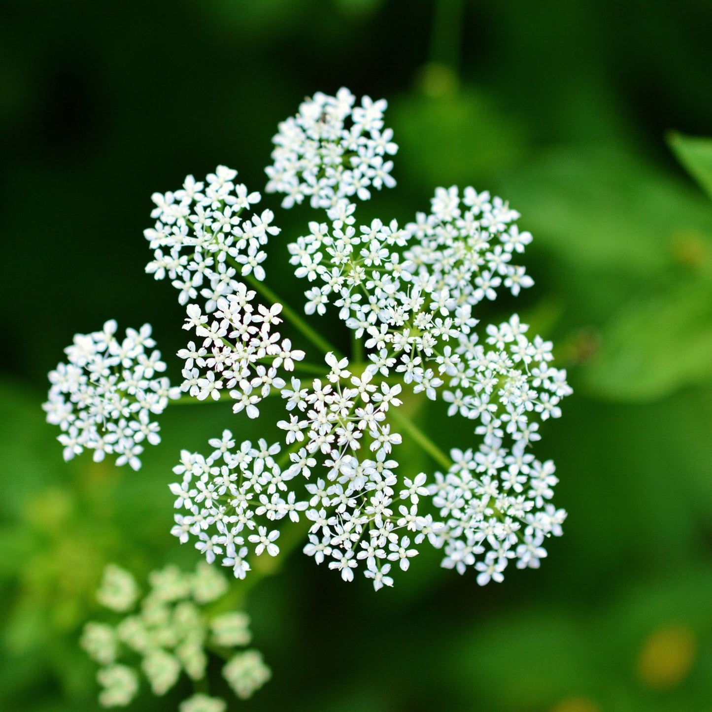 Achillea millefolium - Yarrow