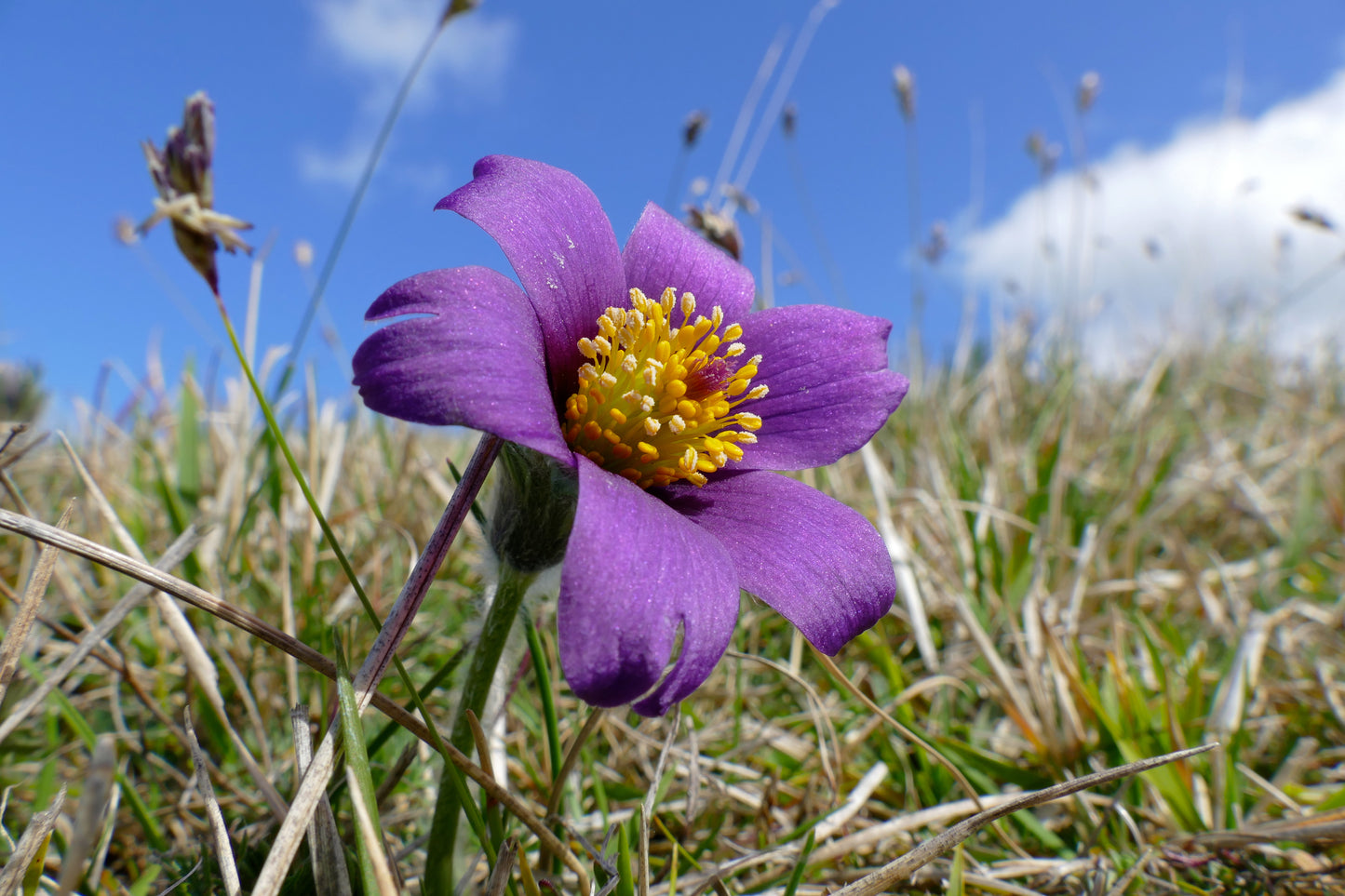Anemone pulsatilla - Pasque Flower / Pulsatilla