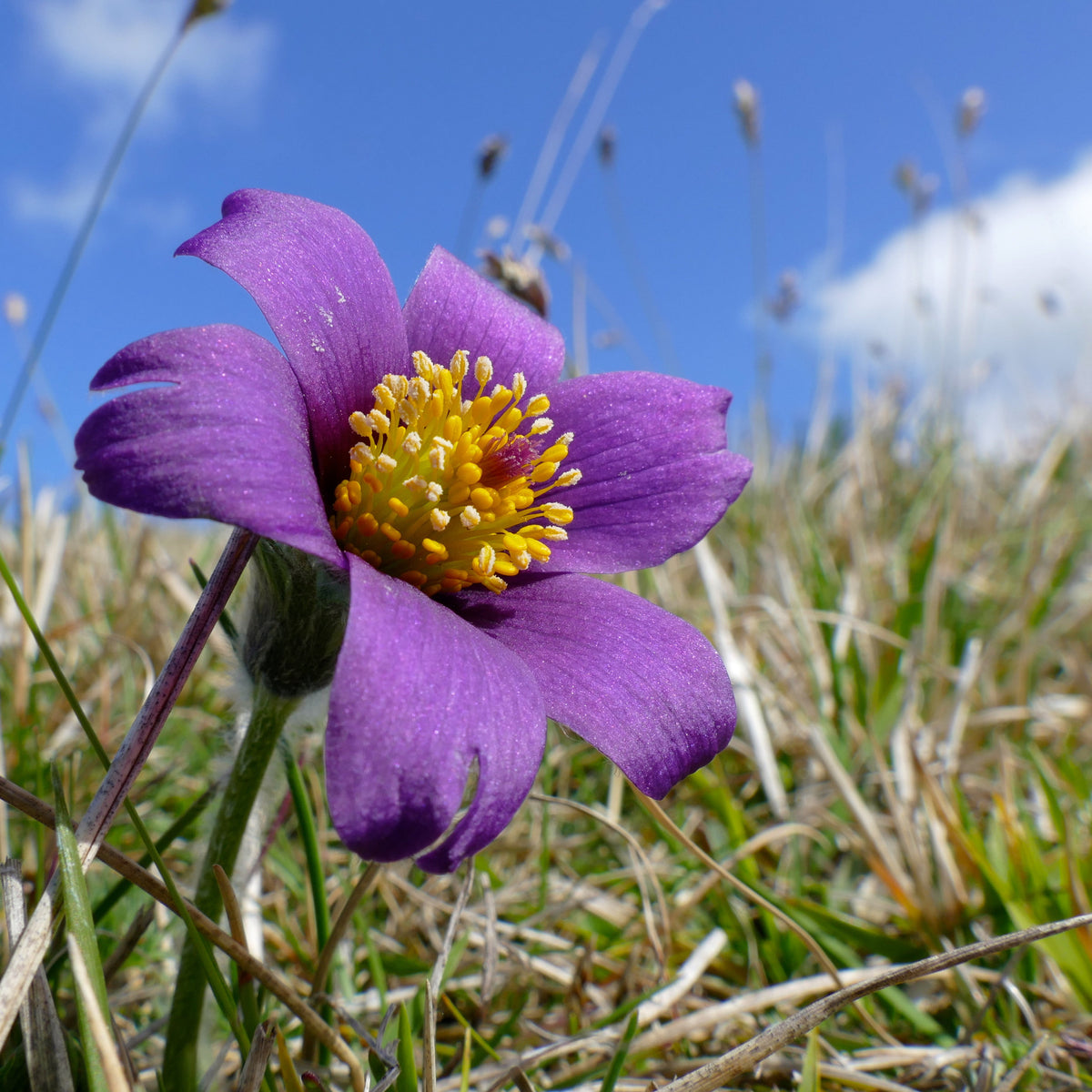 Anemone pulsatilla - Pasque Flower / Pulsatilla