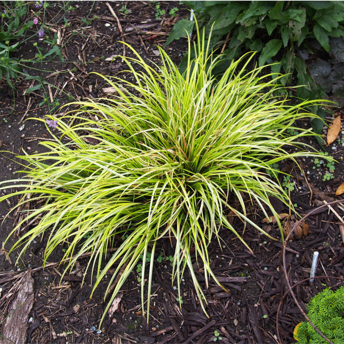 Acorus calamus - Calamus Root / Sweet Flag