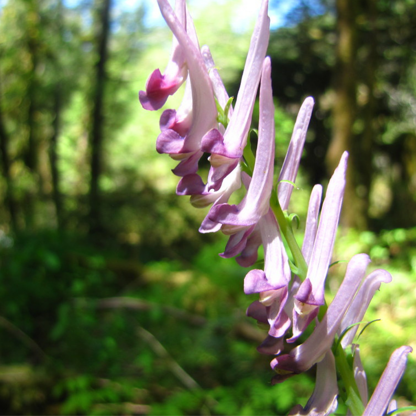 Corydalis bulbosa / yanhusuo - Corydalis / Fumewort