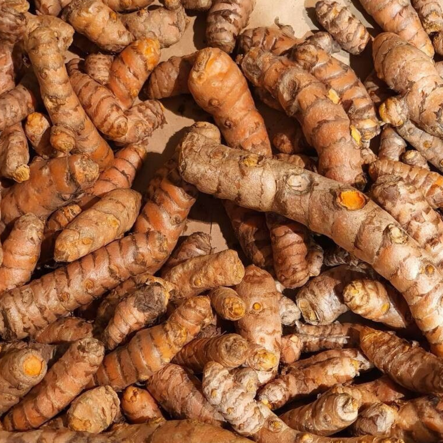 Curcuma lon. / Turmeric (HV)