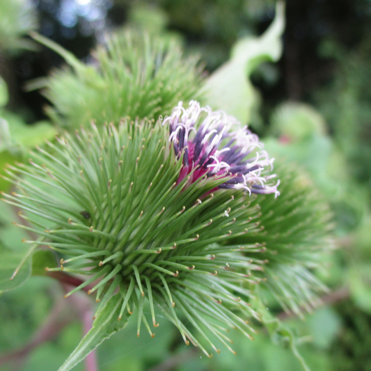 Arctium lap. / Burdock Root (HV)