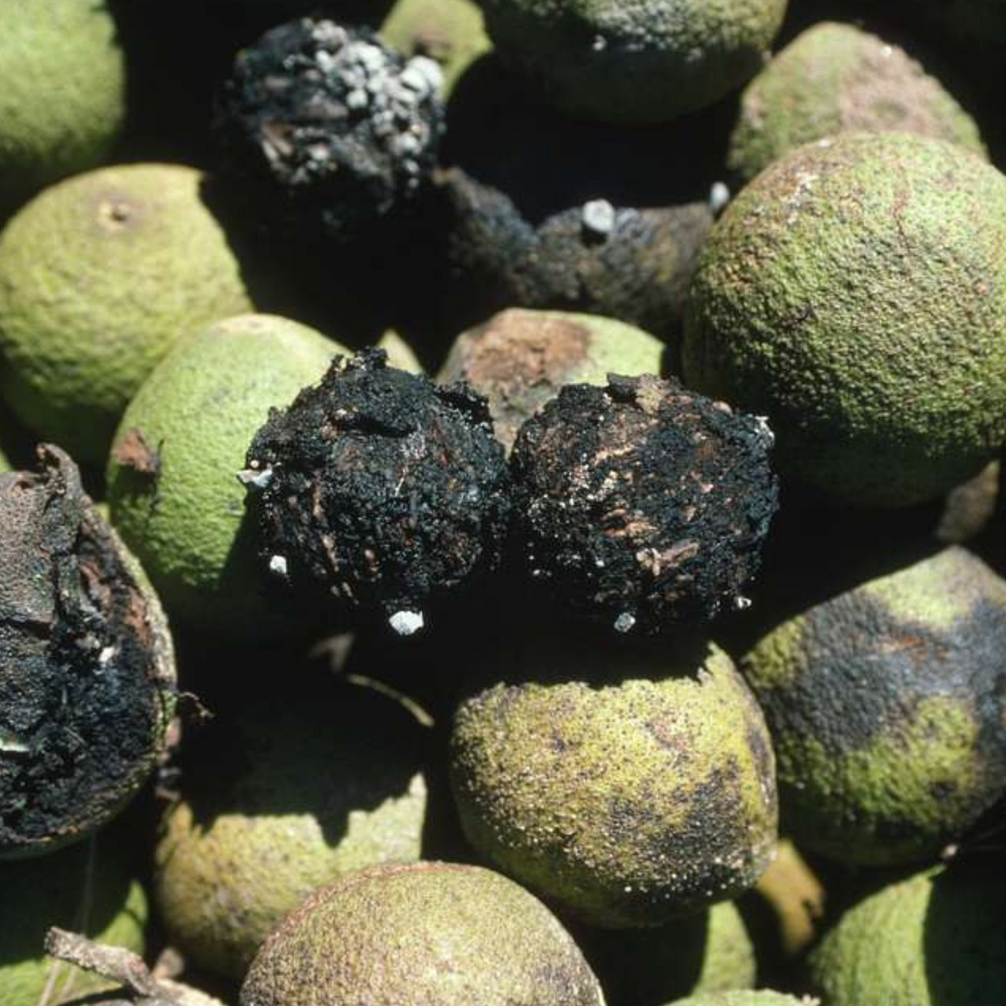 Juglans nigra - Black Walnut Hulls