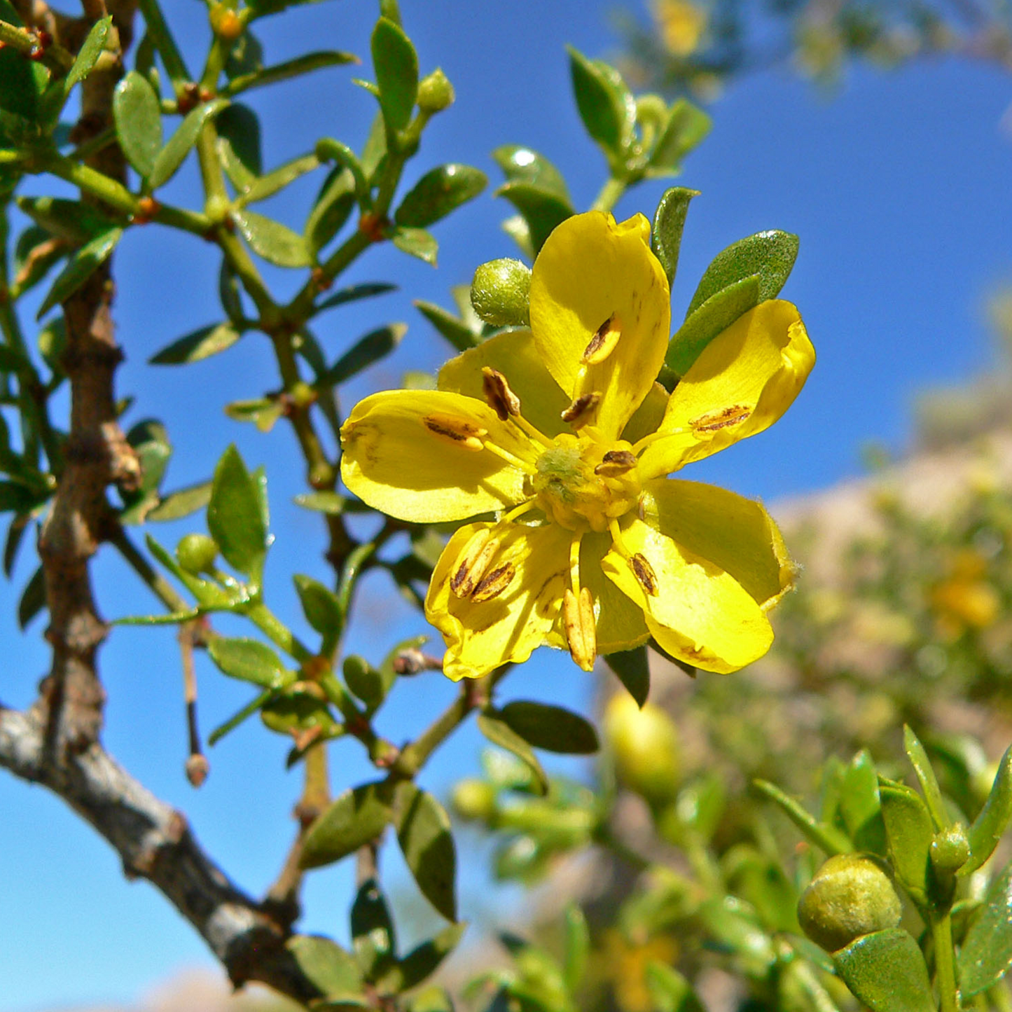 Larrea tridentata - Chaparral / Creosote Bush