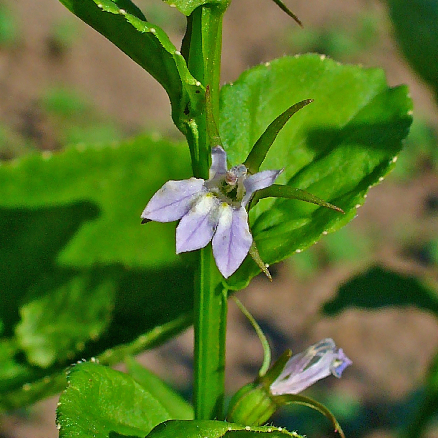 Lobelia inflata - Lobelia