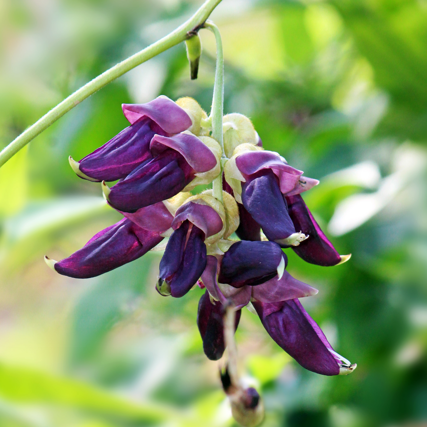 Mucuna pruriens - Velvet Bean