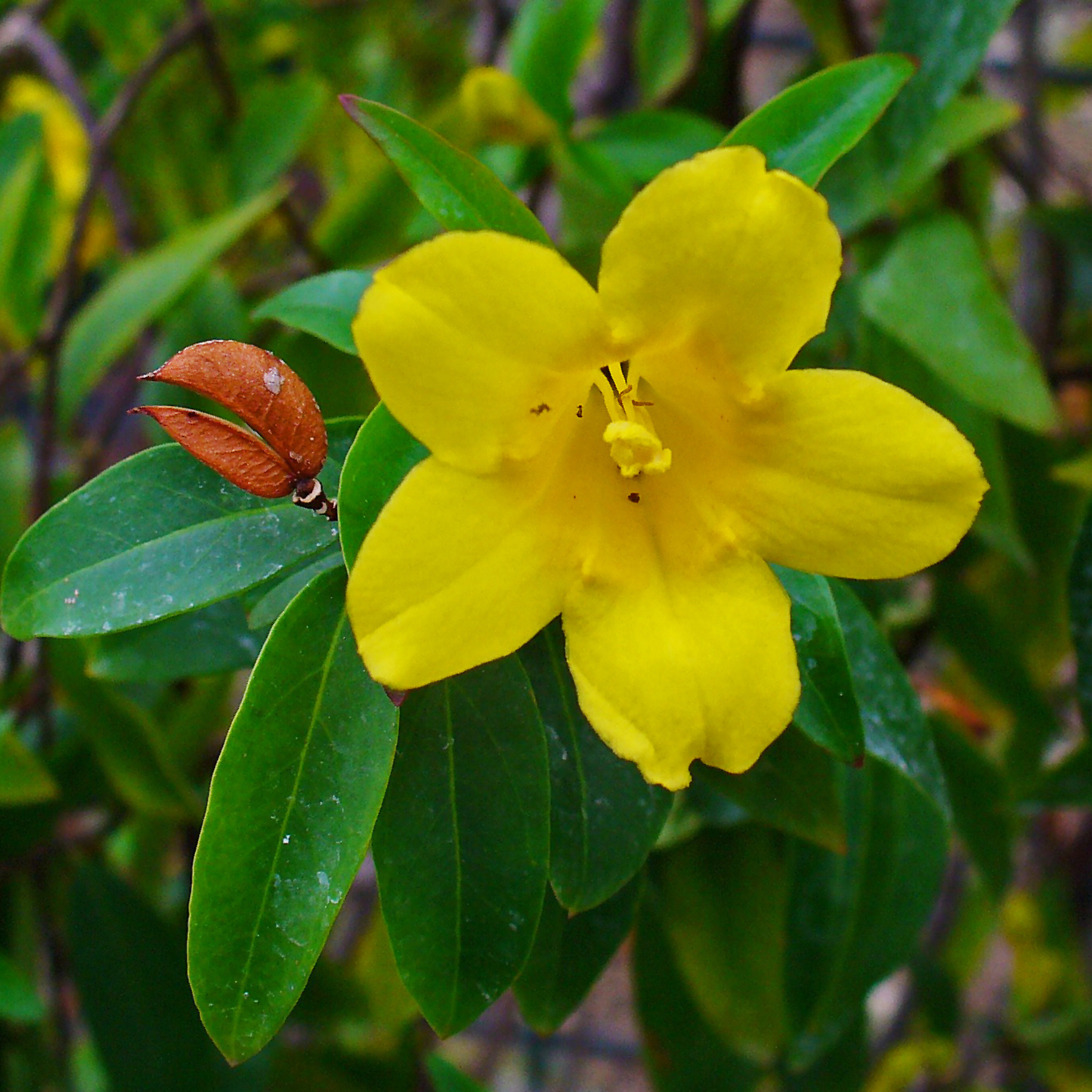 Gelsemium sempervirens - Yellow Jasmine