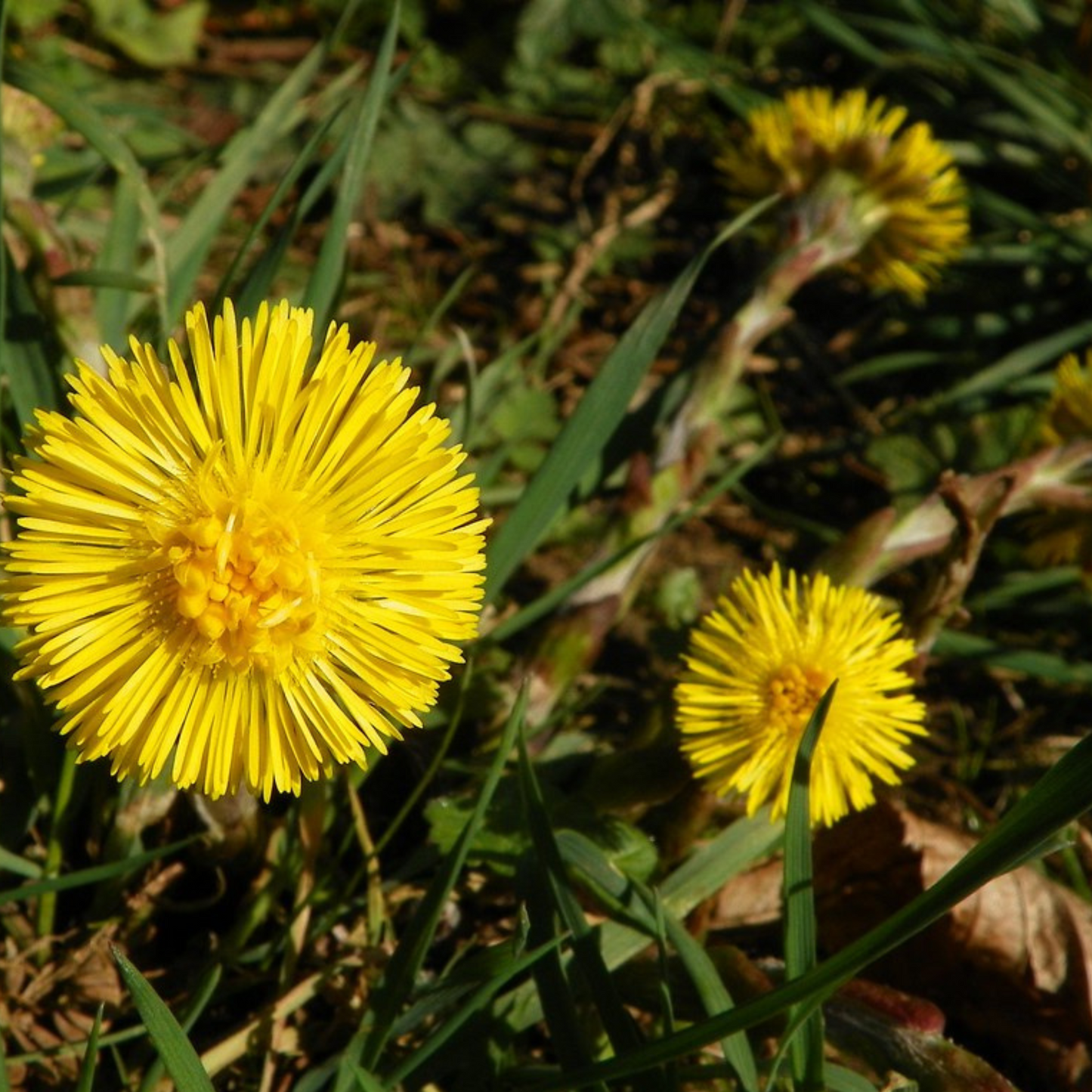 Tussilago farfara - Coltsfoot