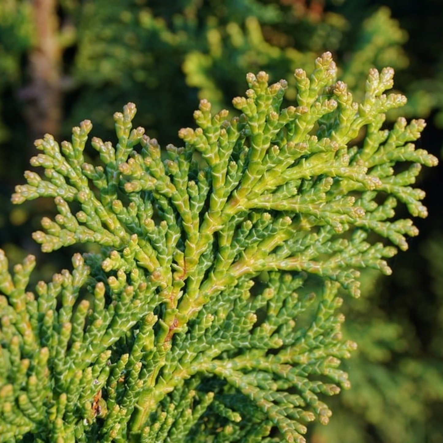 Thuja spp. - Red Cedar