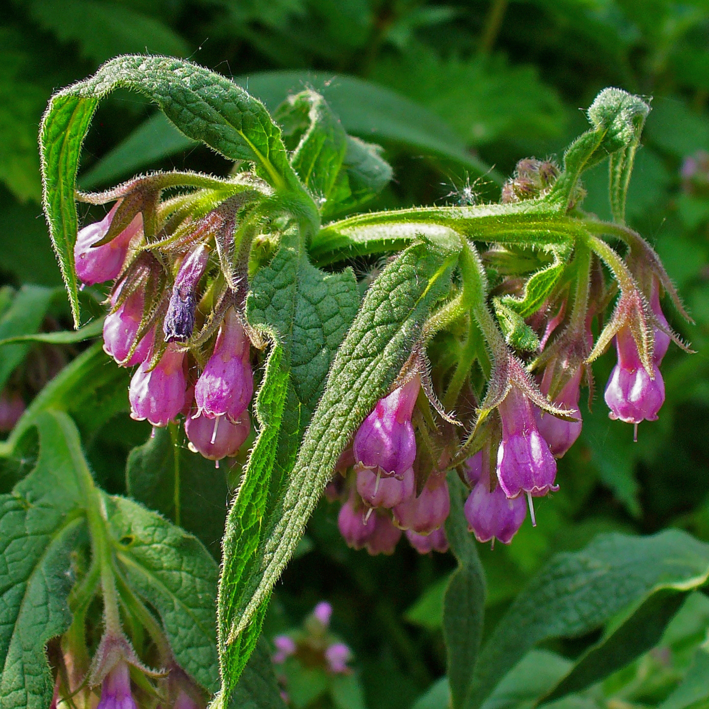 Symphytum offinale - Comfrey Leaf