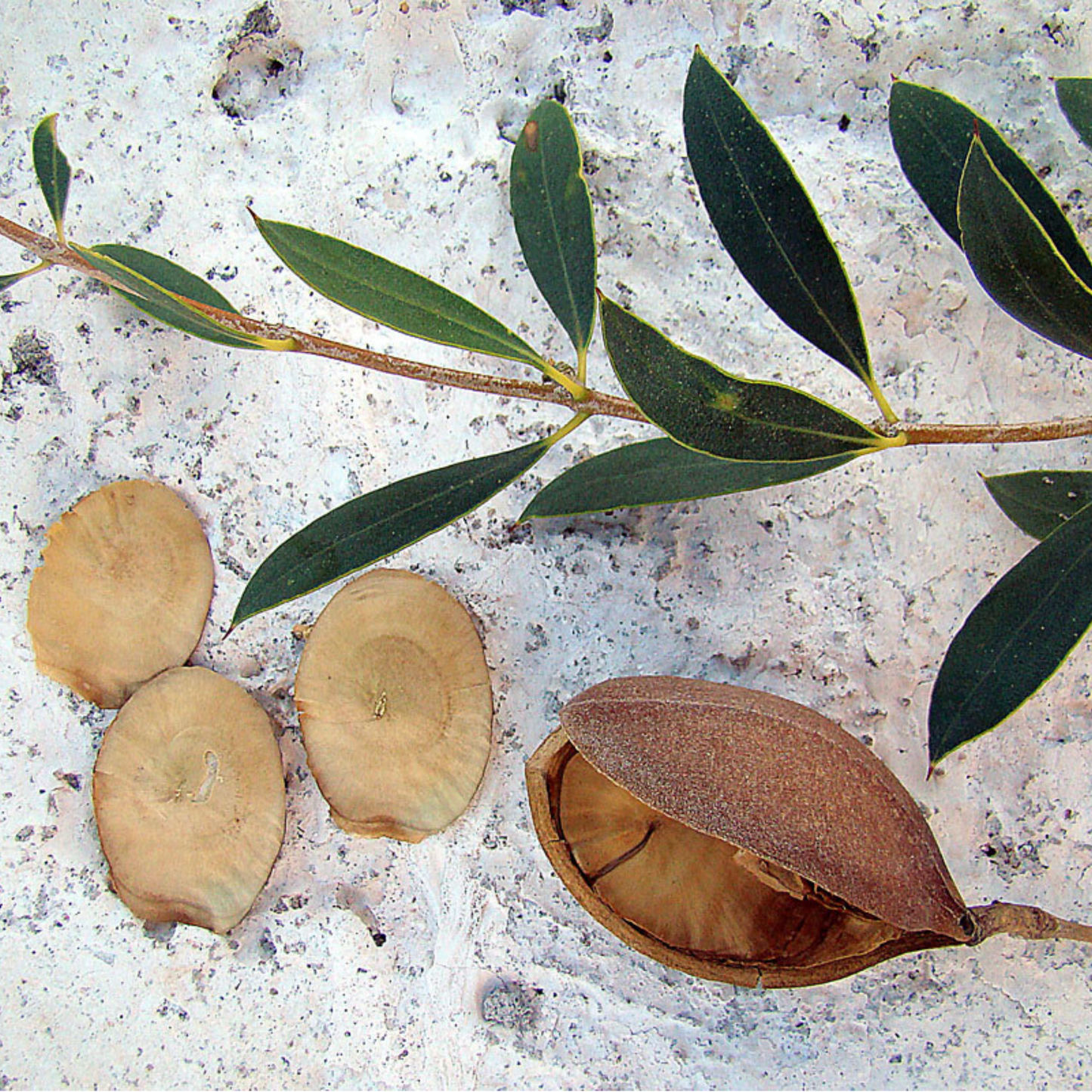 Aspidosperma quebracho-blanco - Quebracho