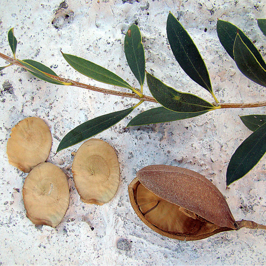 Aspidosperma quebracho-blanco - Quebracho
