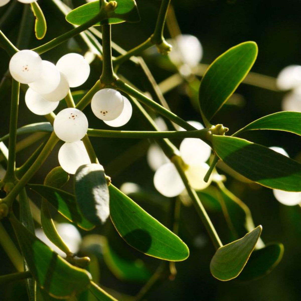 Viscum album - Mistletoe