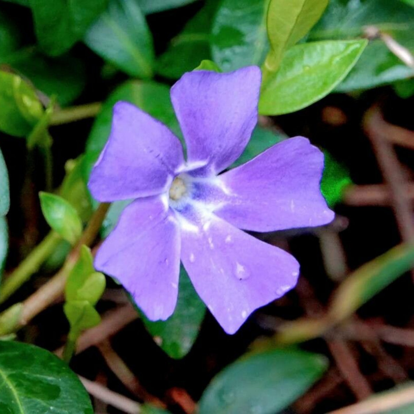 Vinca minor - Lesser Periwinkle