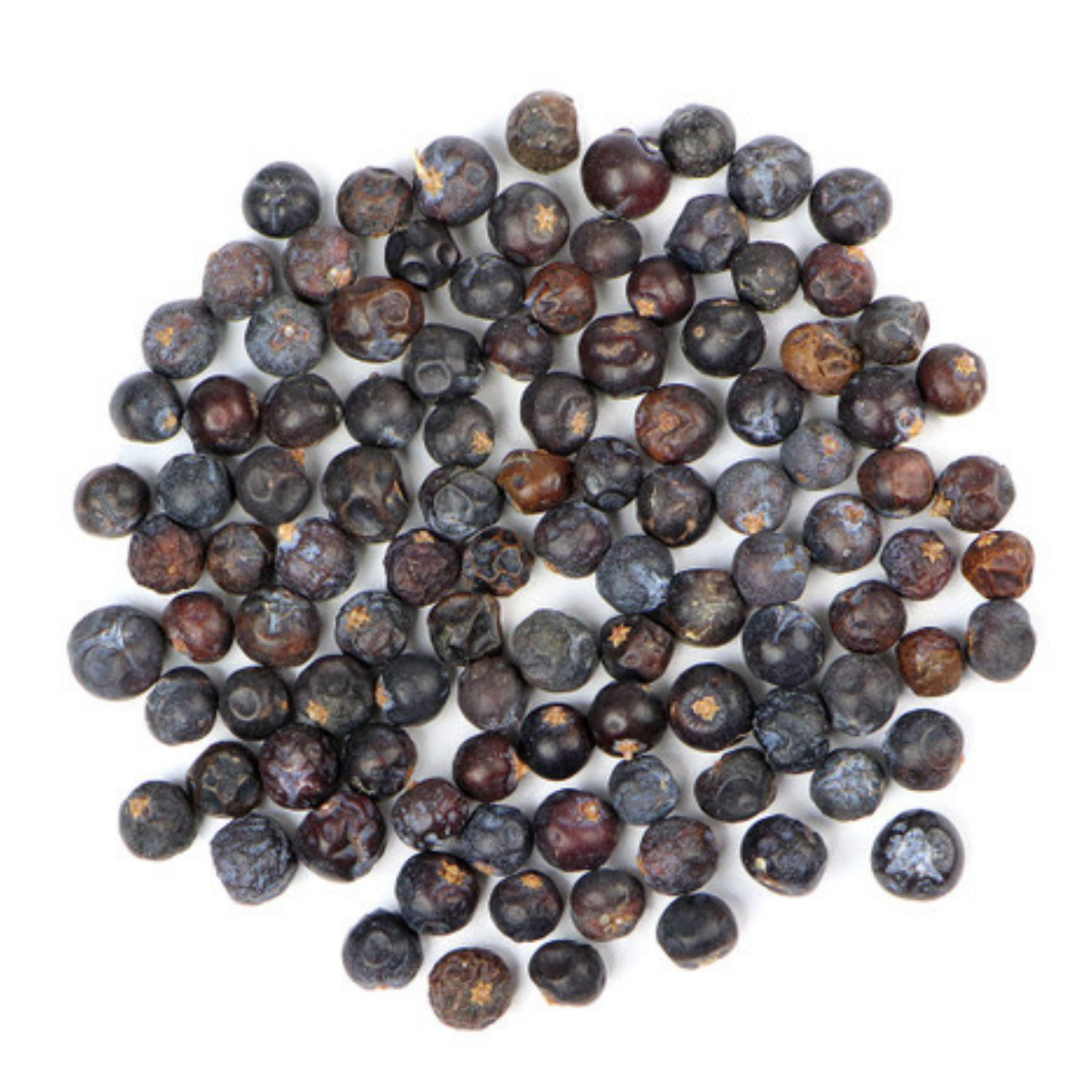 Juniperus comm. / Juniper Berry