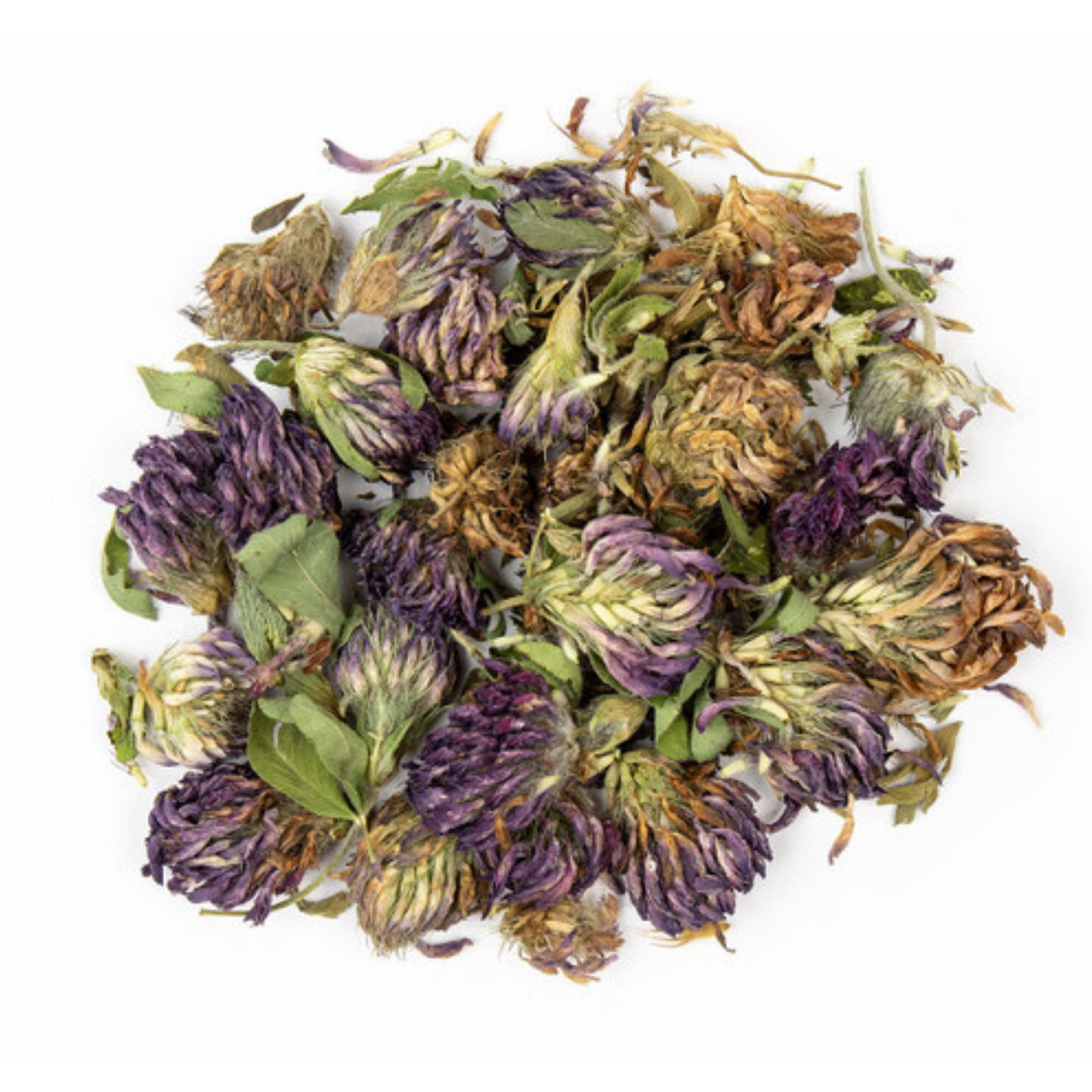 Trifolium Pratense / Red Clover Blossom