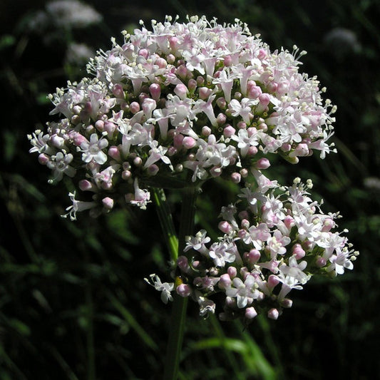 Valeriana officinalis - Valerian