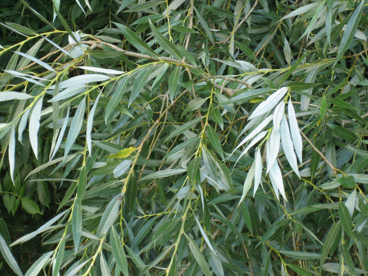 Salix alba -  White Willow