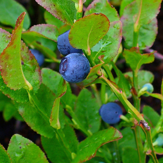 Vaccinum myrtillus - Bilberry