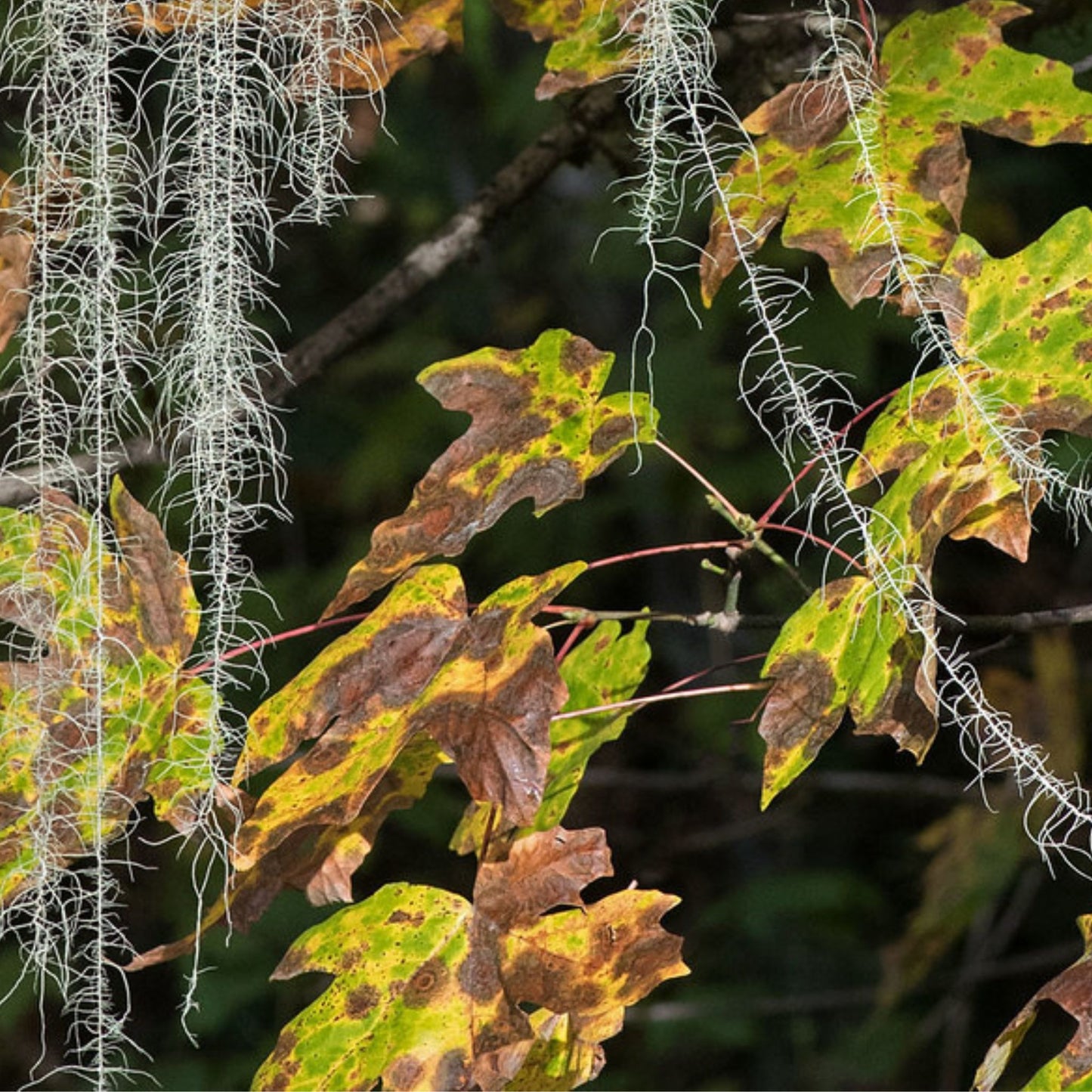 Usnea longissima - Old Man's Beard