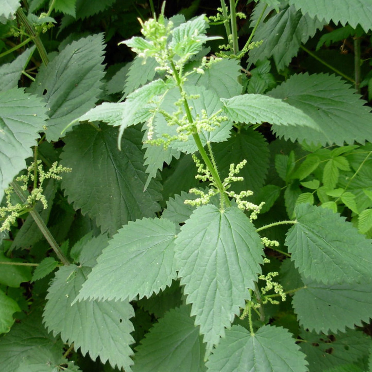 Urtica dioca Seed - Nettles Seed