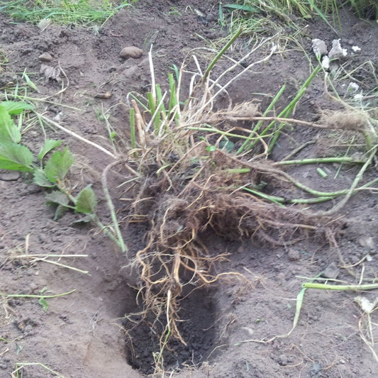 Urtica dioca Root - Nettles Root