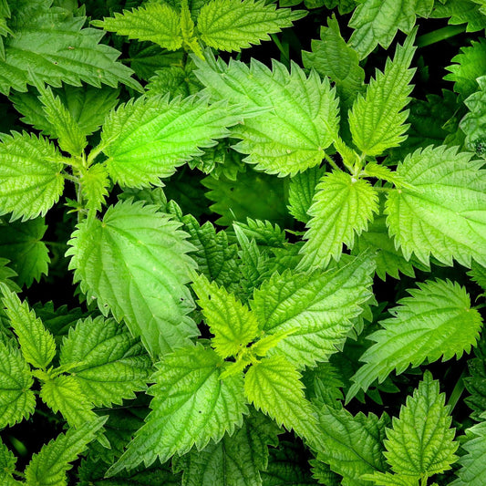 Urtica Dioca Aerial - Nettle Leaf